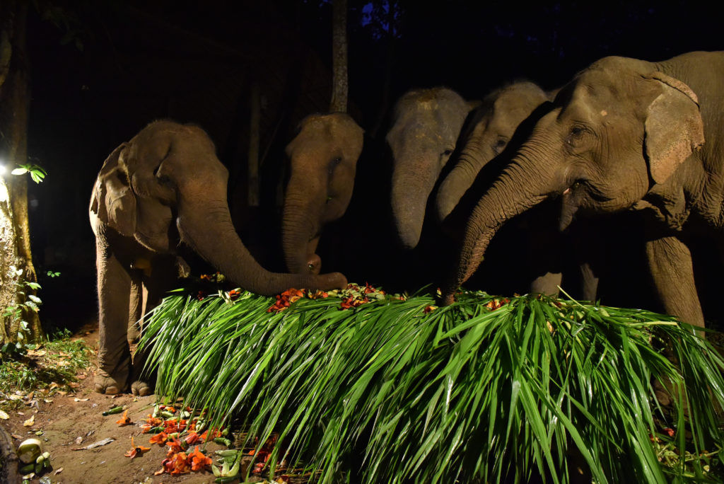 Elephant experience