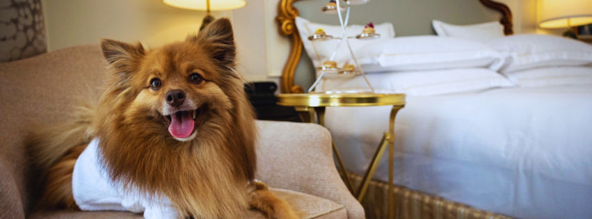 Paws and Passports: Embracing the Pet-Friendly Revolution Across Asia and Beyond